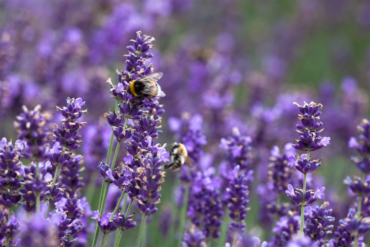 Lavandula angustifolia 'Hidcote Blue', Lavendel, blau, ca. 9x9 cm Topf