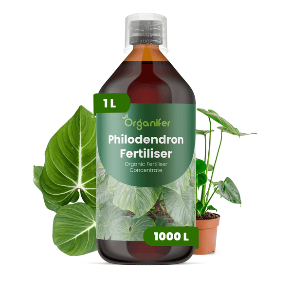 Organifer Philodendron Dünger Konzentrat in einer 1 Liter Flasche, ergibt 1000 Liter, neben einer Philodendron Pflanze.