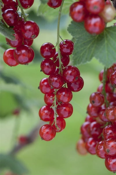 Ribes rubrum 'Rosetta', Rote Johannisbeere, 40–60 cm
