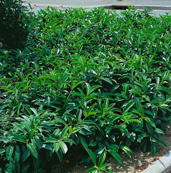 Prunus laurocerasus 'Mount Vernon', Kirschlorbeer, 15–20 cm