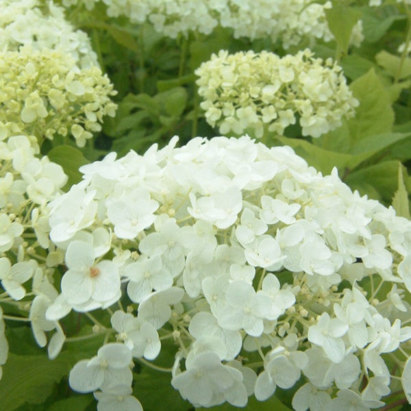 Nahaufnahme von weißen Hortensienblüten