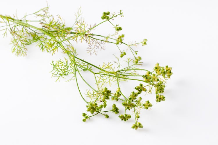 SAFLAX Garden to go - BIO - Koriander - Coriandrum sativum - 150 Samen - Mit Topf, Klima - Deckel und Anzuchtsubstrat
