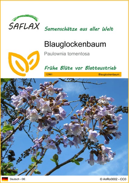 SAFLAX  - Blauglockenbaum - Paulownia tomentosa - 200 Samen
