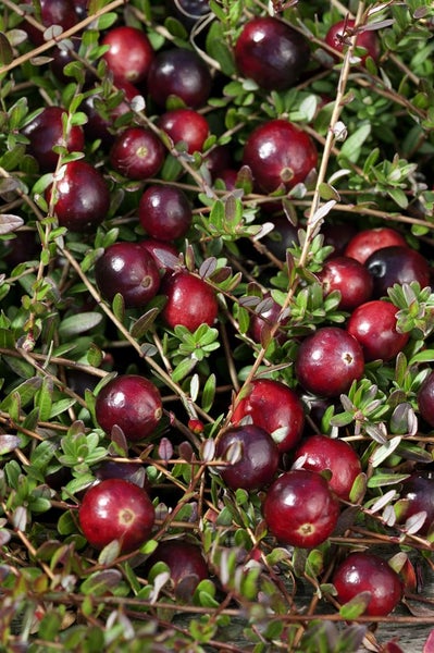 Vaccinium macrocarpon, Cranberry, 20–30 cm