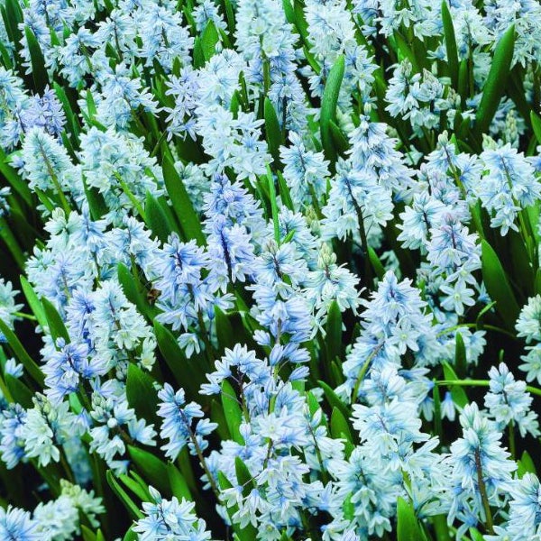 Nahaufnahme von Blausternchen mit grünen Blättern