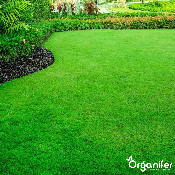 Kalkdünger mit Magnesium (10 kg für 200 m2) - Organifer