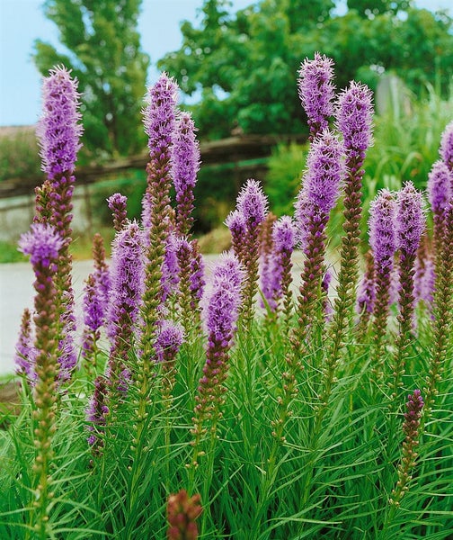 Prachtscharte Pflanze mit violetten Blüten