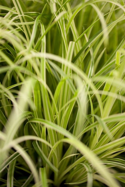 Carex oshimensis 'Evergold', Ziergras, gelb-grün, ca. 9x9 cm Topf