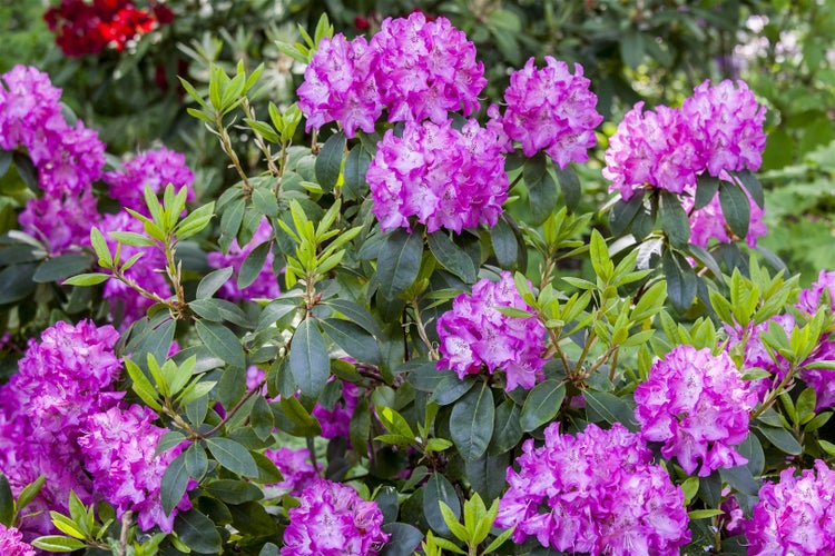 Rhododendron williamsianum 'Andrea', rosa Blüten, 30–40 cm