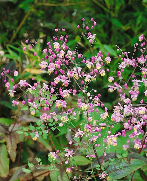 Thalictrum delavayi, Wiesenraute, zartlila, ca. 9x9 cm Topf