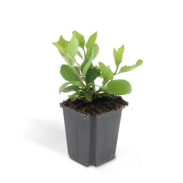 Zierstaude - Wilde Aster - Aster ageratioides 'Asran' - 9cm Topf - Set mit 60 Pflanzen