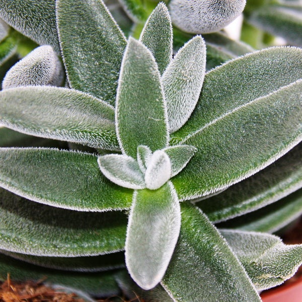 Crassula Tarantula - Tarantel-Dickblatt - pflegeleicht - Sukkulente Zimmerpflanze - 12cm Topf