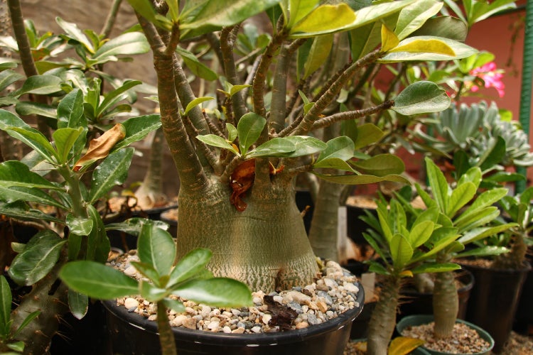 SAFLAX Geschenk Set - Wüstenrose - Adenium obesum - 8 Samen - Mit Geschenkbox, Versandaufkleber, Geschenkkarte und Anzuchtsubstrat