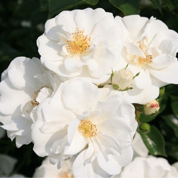 Nahaufnahme von weißen Rosenblüten