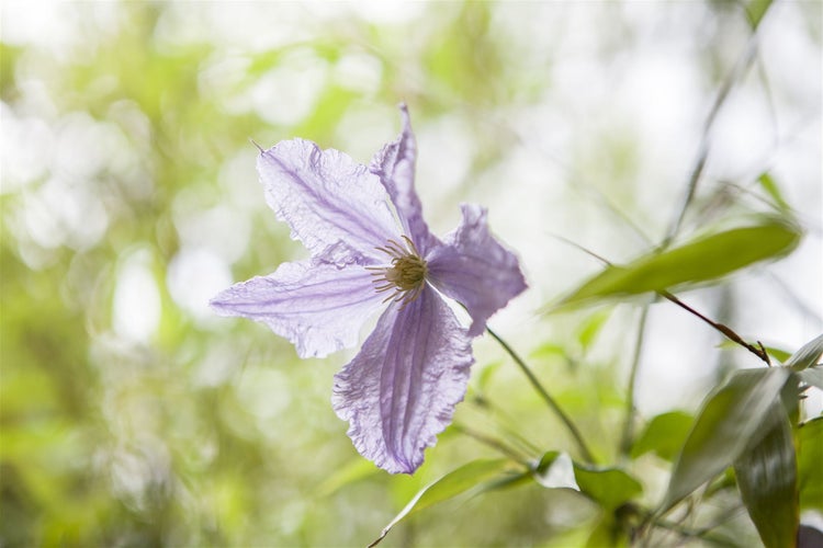Clematis Hybride 'Blekitny Aniol', Waldrebe, blau, 100–150 cm