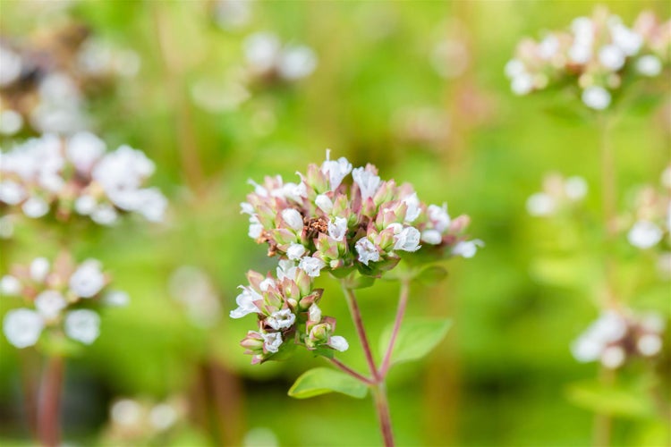 Origanum vulgare 'Thumbles', Oregano, aromatisch, ca. 9x9 cm Topf