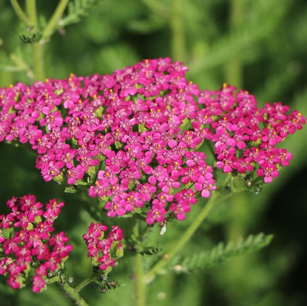 Nahaufnahme einer Schafgarbenblüte