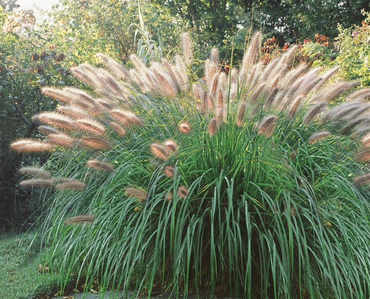 Ziergras mit dekorativen Blütenständen im Garten.