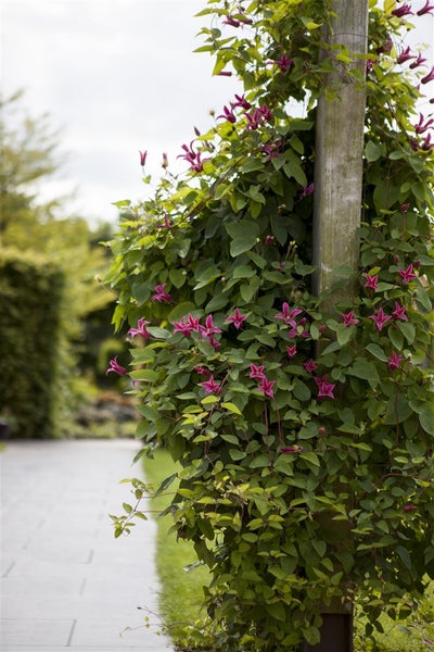 Kletterpflanze mit rosa Blüten, die an einem Holzpfosten wächst