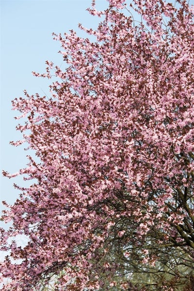 Blühende Blutpflaume mit zahlreichen hellrosa Blüten und dunklem Laub im Frühjahr.