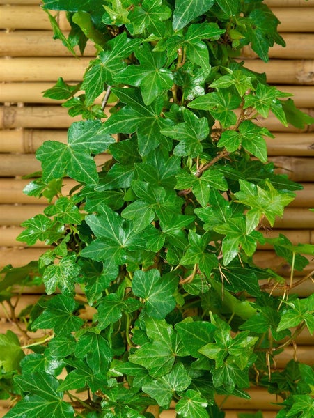 Hedera helix 'Green Ripple', Efeu, grün, ca. 9x9 cm Topf