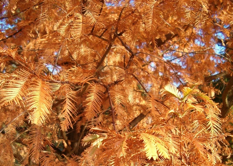 SAFLAX Garden to go - Urwelt - Mammutbaum - Metasequoia glyptostroboides - 60 Samen - Mit Topf, Klima - Deckel und Anzuchtsubstrat