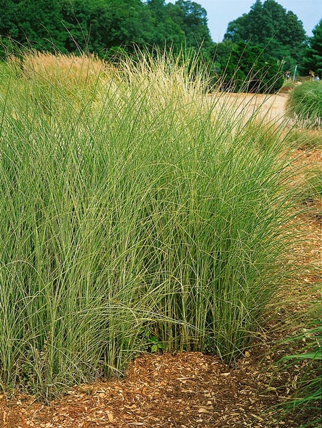 Hohes Ziergras im Garten.