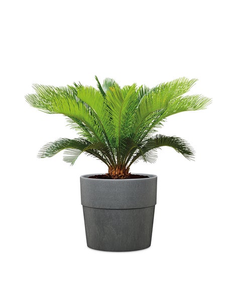 Eine grüne Cycas revoluta Pflanze in einem runden grauen Pflanzgefäß.