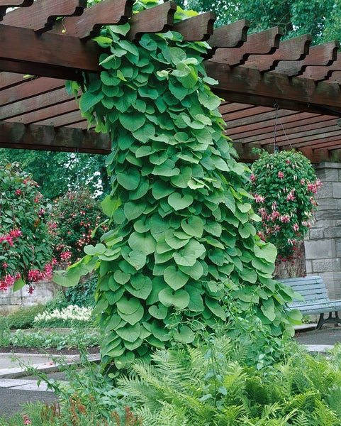 Aristolochia macrophylla, Pfeifenwinde, großblättrig, 40–60 cm