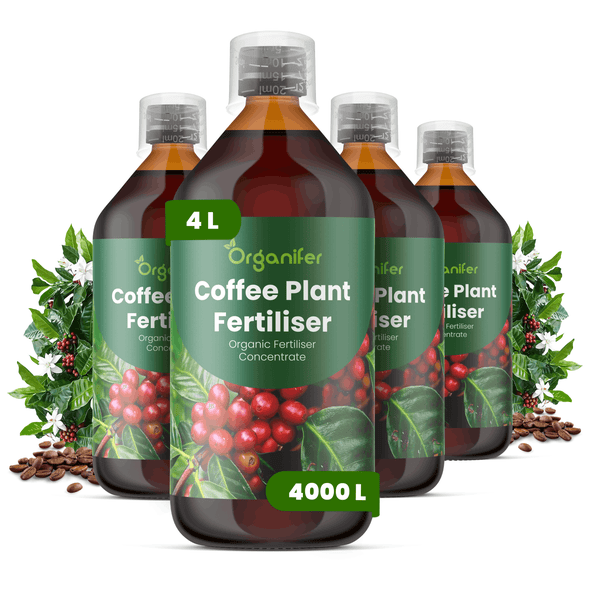 Organifer Kaffeepflanzendünger, organisches Düngerkonzentrat, vier Flaschen zu je 4 Liter mit Messkappe, Kaffeebohnen und Kaffeepflanze.