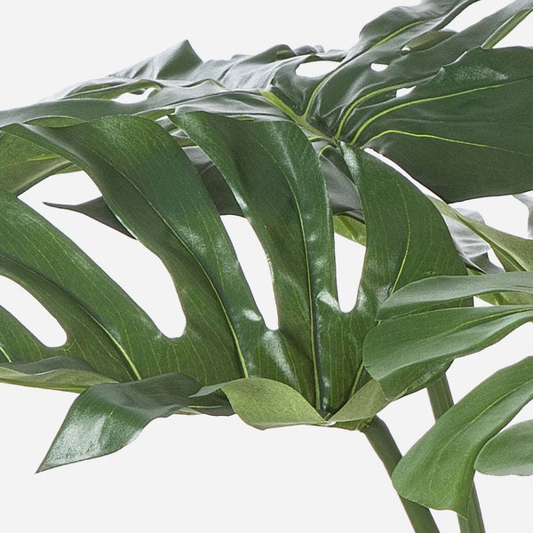 Detailaufnahme der grünen Blätter eines Fensterblatts Monstera deliciosa.