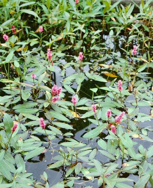 Persicaria amphibia, Wasserknöterich, ca. 9x9 cm Topf