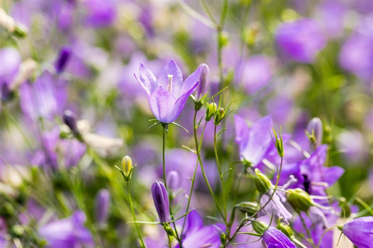 Campanula rotundifolia, Rundblättrige Glockenblume, ca. 9x9 cm Topf