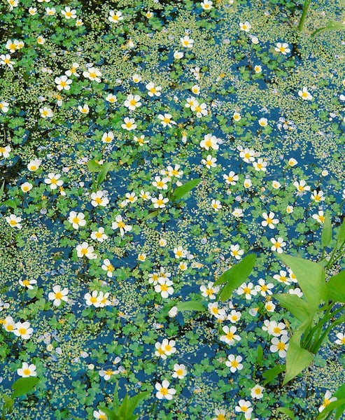 Ranunculus aquatilis, Wasserhahnenfuß, ca. 9x9 cm Topf