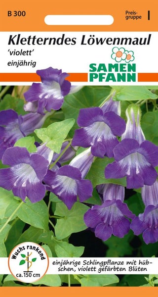 Kletterndes Löwenmaul Samen für einjährige violette Blüten