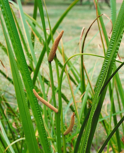 Acorus calamus, Kalmus, ca. 9x9 cm Topf, aromatisch
