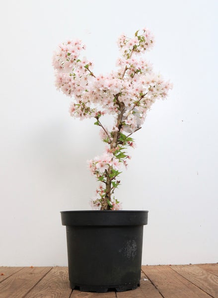 Prunus incisa 'Mikinori', Zierkirsche, rosa Blüten, 40–60 cm