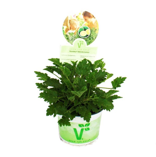 Duftgeranie Limone - Pelargonia odorata  Hybr. 12cm Topf