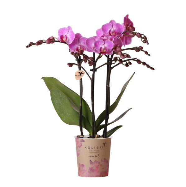 Kolibri Orchids Lila/rosa Phalaenopsis Orchidee Mineral Vienna Topfgröße 9cm blühende Zimmerpflanze frisch vom Züchter