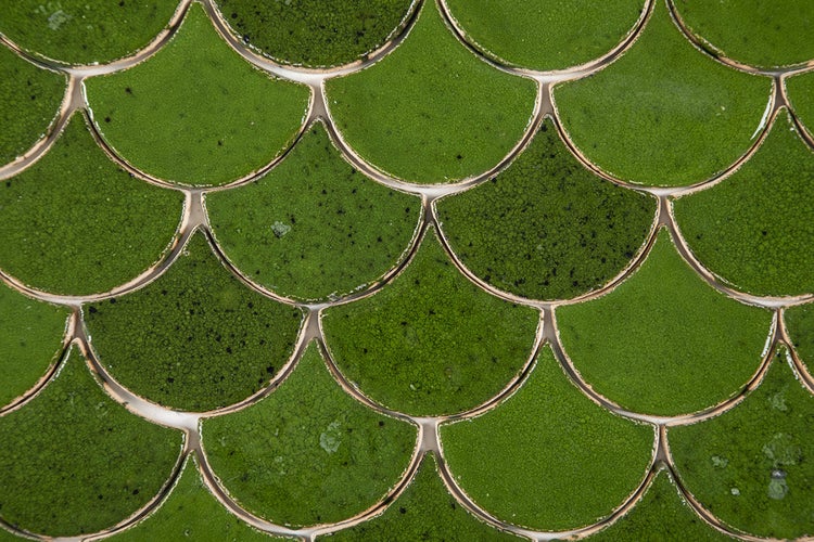 Nahaufnahme von grünen Mosaikfliesen in Schuppenform