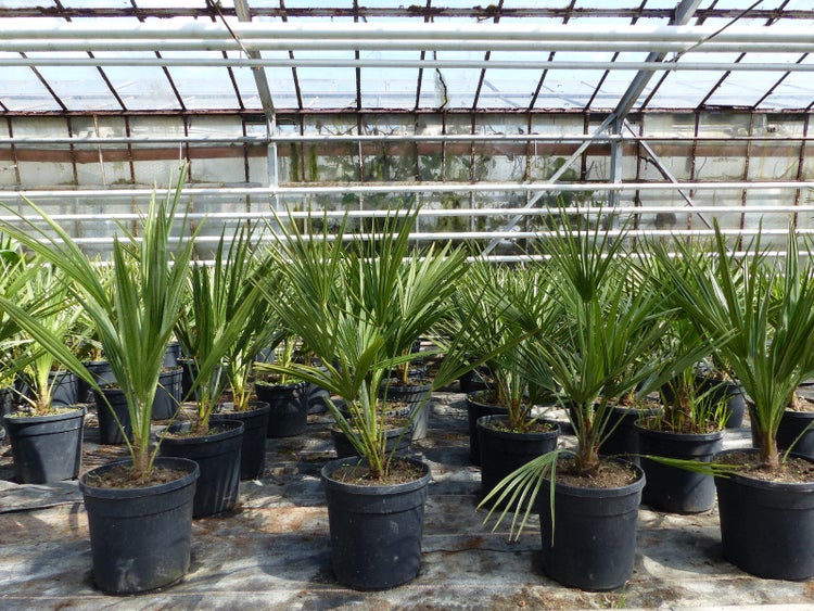 Palme120-130 cm Zwergpalme Chamaerops Humilis, winterhart bis -12°C