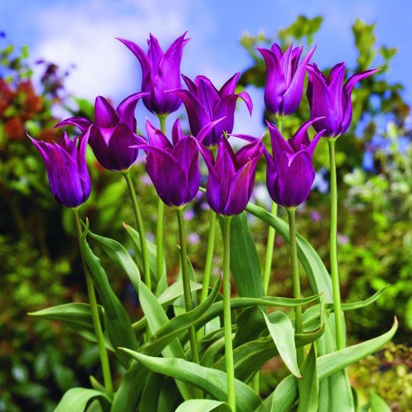 Gruppe von lilienblütigen Tulpen im Garten
