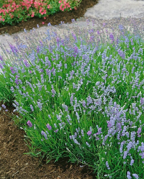 Lavandula angustifolia 'Blue Cushion', Lavendel, blau, ca. 9x9 cm Topf