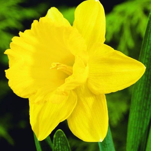 Gelbe Narzissenblüte im Detail