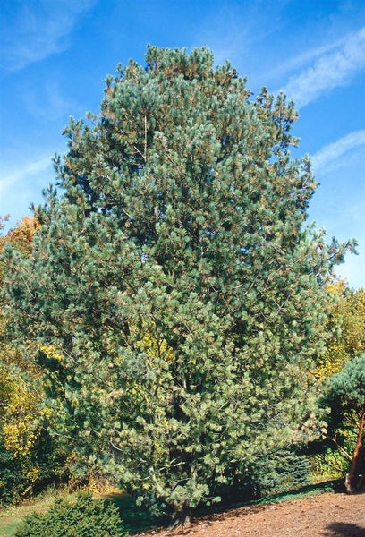 Pinus peuce, Mazedonische Kiefer, 175–200 cm