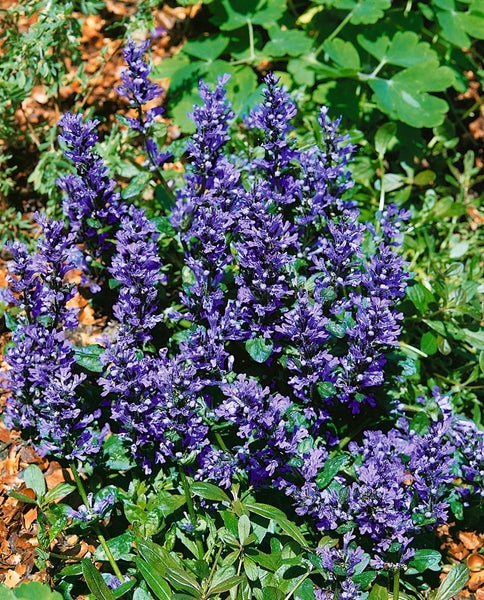 Ajuga reptans 'Chocolate Chip', Günsel, kompakt, ca. 9x9 cm Topf