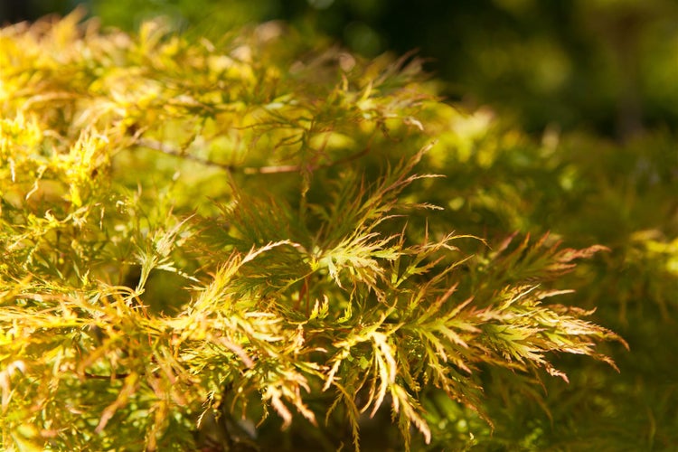 Acer palmatum 'Dissectum', Japanischer Ahorn, filigran, 30–40 cm