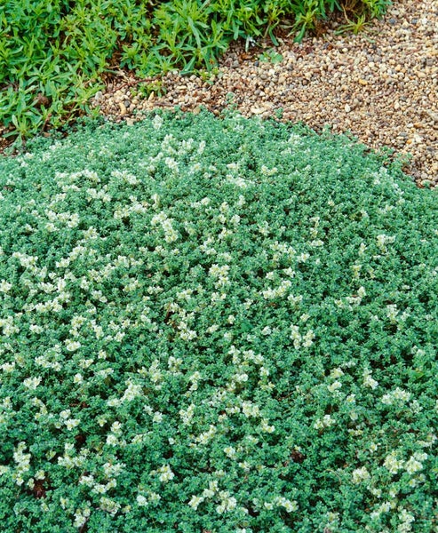 Paronychia kapela ssp. serpyllifolia, Silberkraut, ca. 9x9 cm Topf