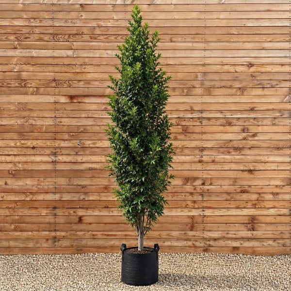 Säuleneiche in einem schwarzen Pflanztopf vor einer Holzwand