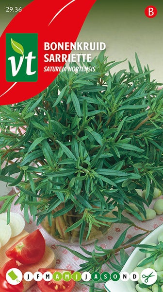 Bohnenkraut Satureja Hortensis Pflanze